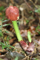 Scadoxus membranaceus