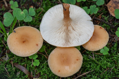 Paralepista flaccida