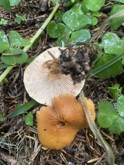 Cystoderma