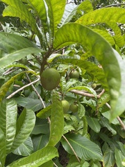 Pouteria campechiana