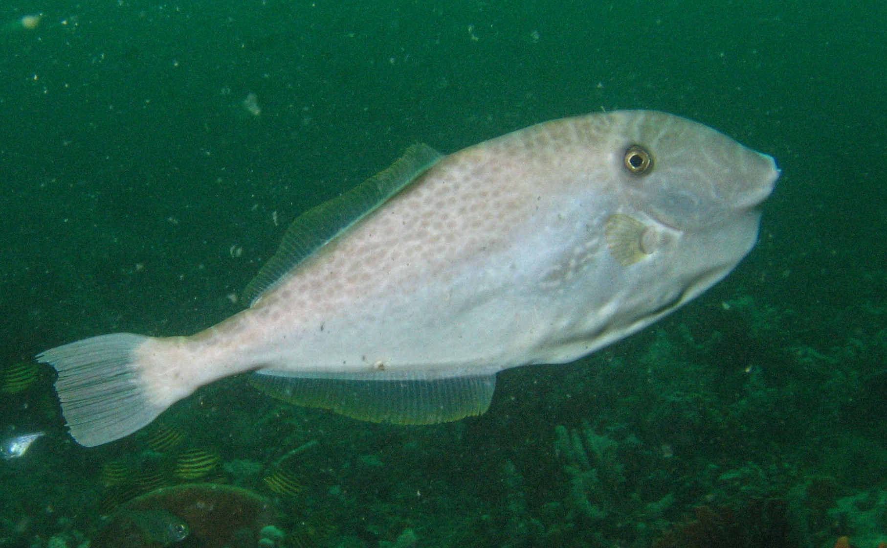 德先生魚筆記: 擬短角單棘魨, image size:1814x1120