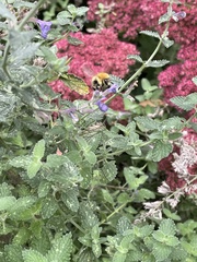 Bombus