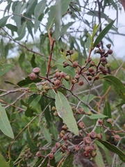 Eucalyptus latisinensis