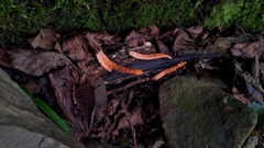 Pseudocolus fusiformis