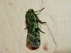 Mentaxya viridis