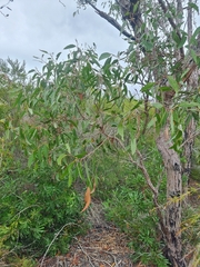Eucalyptus latisinensis