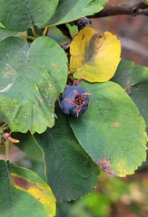 Amelanchier utahensis