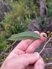 Eucalyptus latisinensis