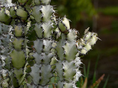 Euphorbia coerulescens