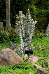 Euphorbia coerulescens