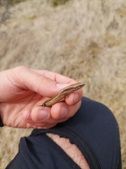 Oligosoma polychroma