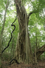 Ficus burkei