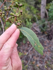 Eucalyptus latisinensis