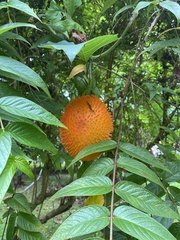 Momordica cochinchinensis