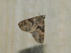 Hypena obsitalis