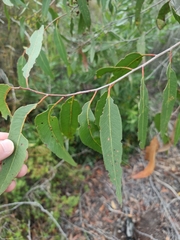 Eucalyptus latisinensis