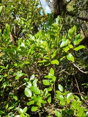 Griselinia littoralis