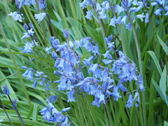 Hyacinthoides