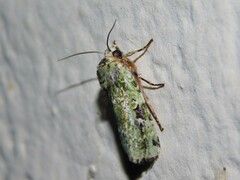 Mentaxya viridis