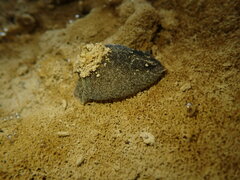 Papawera zelandiae