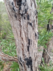 Eucalyptus latisinensis