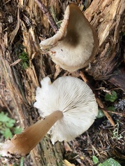 Rhodocollybia