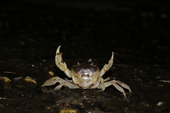 Geothelphusa bicolor