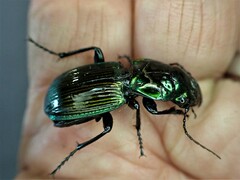 Megadromus antarcticus