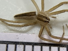 Pisaurina dubia
