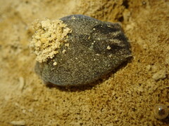 Papawera zelandiae