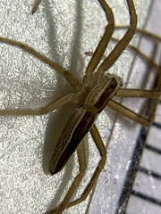 Pisaurina dubia