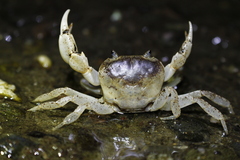 Geothelphusa bicolor