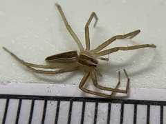 Pisaurina dubia