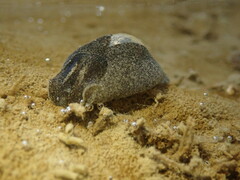 Papawera zelandiae