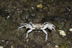 Geothelphusa bicolor