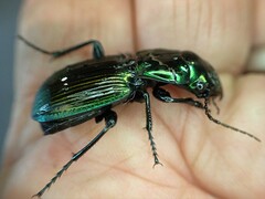 Megadromus antarcticus