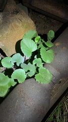 Centella asiatica
