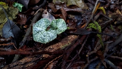 Nervilia taiwaniana