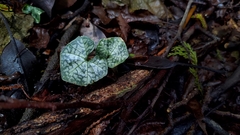Nervilia taiwaniana