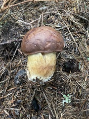 Boletus pinophilus
