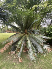 Cycas pectinata