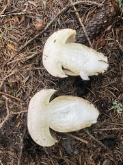 Boletus pinophilus
