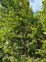 Podocarpus laetus