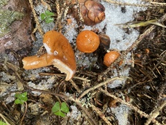 Lactarius aurantiacus