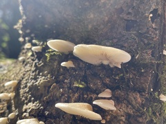 Crepidotus mollis
