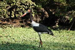 Ephippiorhynchus senegalensis