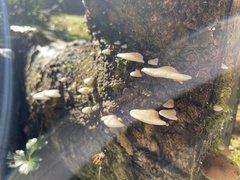 Crepidotus mollis