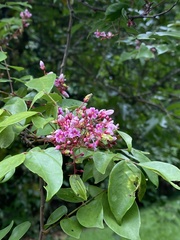 Averrhoa carambola