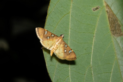Cotachena histricalis