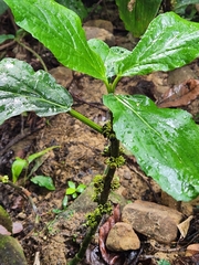 Paraphlomis javanica